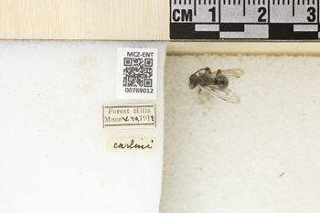 Media type: image;   Entomology 769012 Aspect: Labels